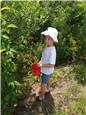 PickingBlackberries