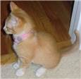 Ginger