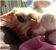 Ginger
