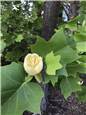 TulipTree.JPG