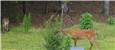 DeerResistantShrub.JPG
