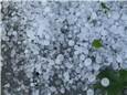 Hail Storm