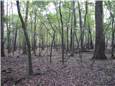 Woods.JPG