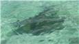 Stingray.JPG