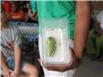 TreeFrog.JPG