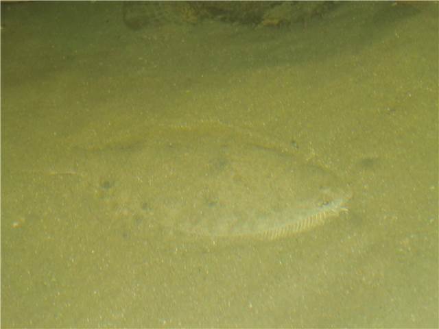 CIMG8595.JPG