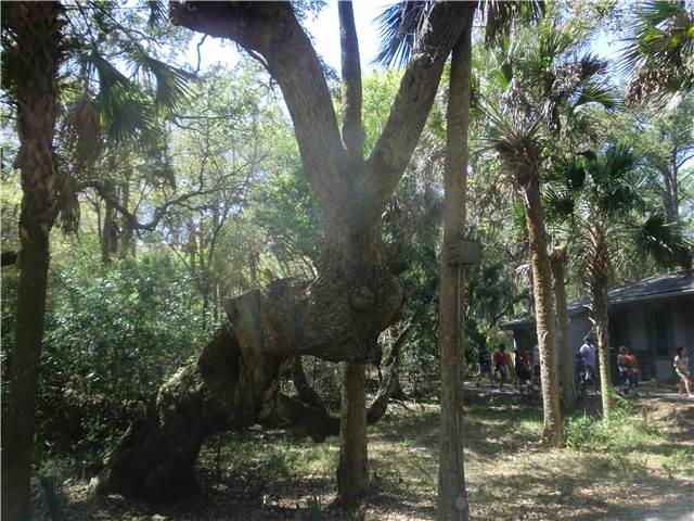 BunnyTree.JPG