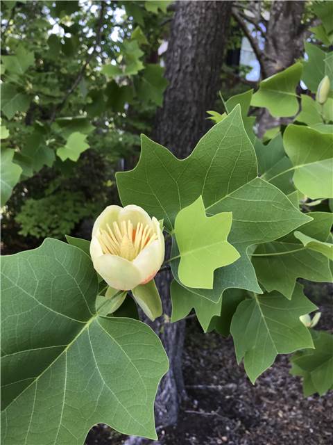 TulipTree.JPG
