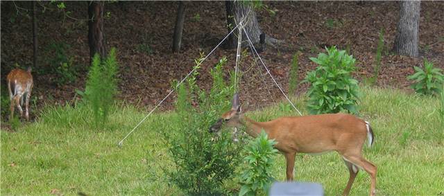 DeerResistantShrub.JPG