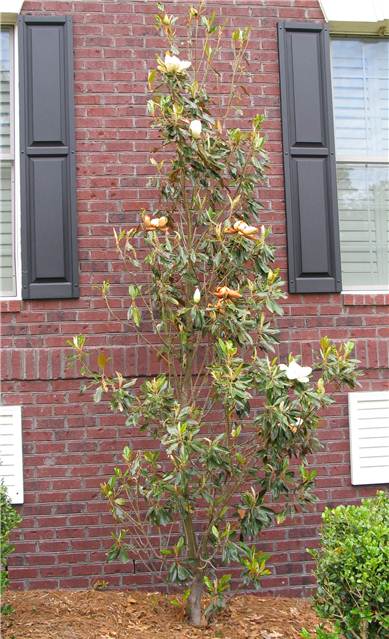 Magnolia.JPG