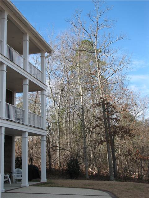 LeanTree.JPG