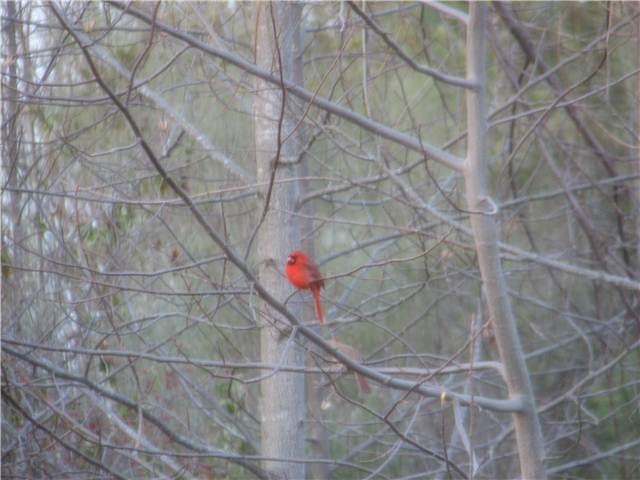 BackYardBird.JPG