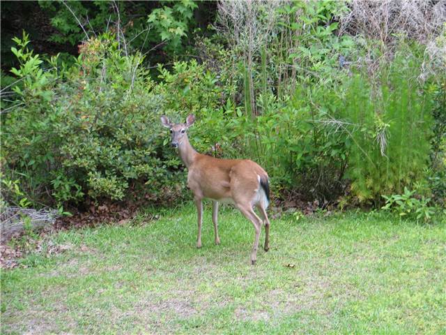 BackYardDeer.JPG