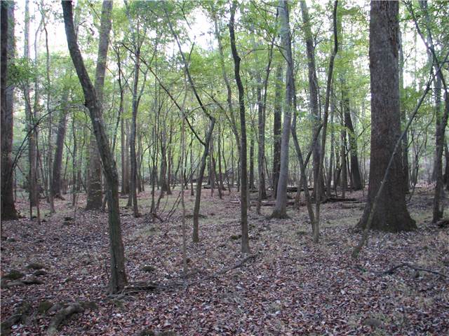 Woods.JPG