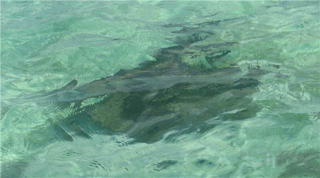 Stingray.JPG