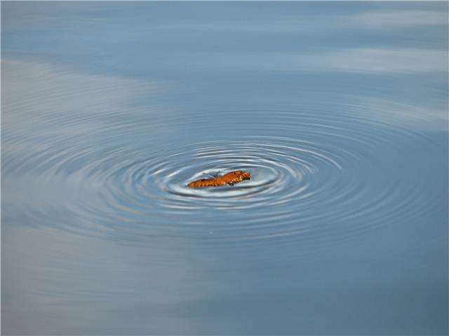 ButterFlyInLake.JPG