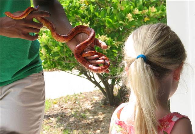 CornSnake.JPG